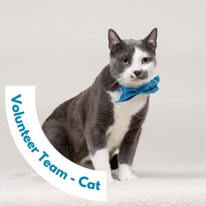 Team Page: Team Cats